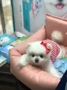 오일리브 이미지