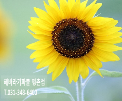 해바라기파출 이미지