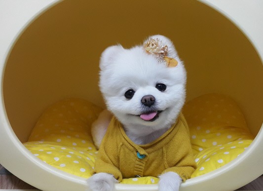 오일리브 이미지