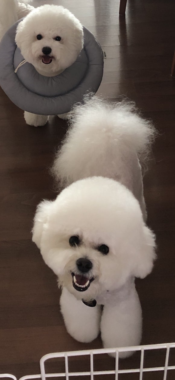 고고렌트카주 이미지
