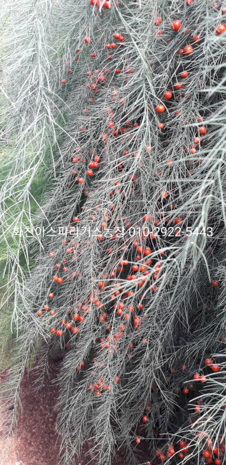 화천 아스파라거스 농장 이미지
