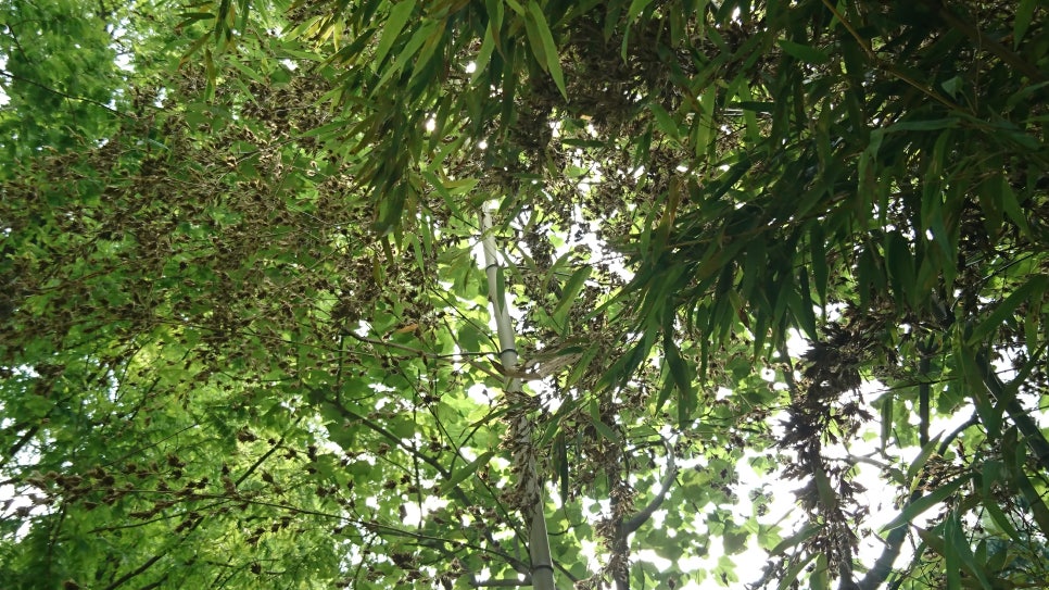 숲속분재원 이미지