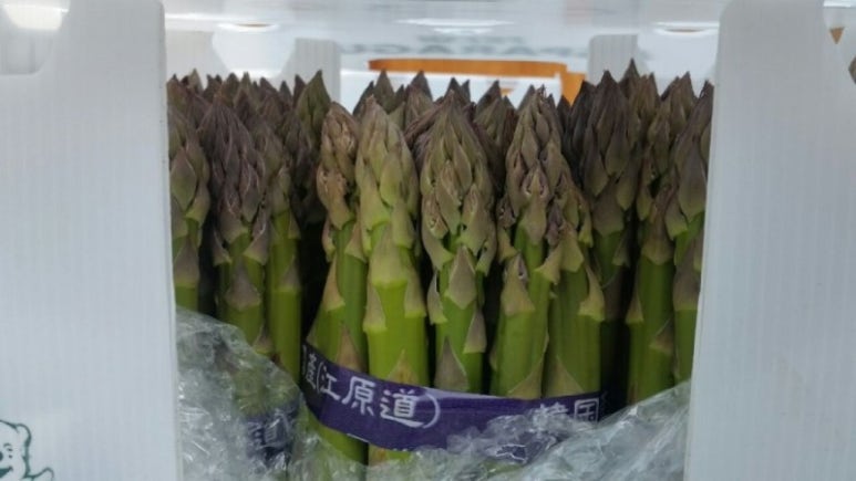 화천 아스파라거스 농장 이미지