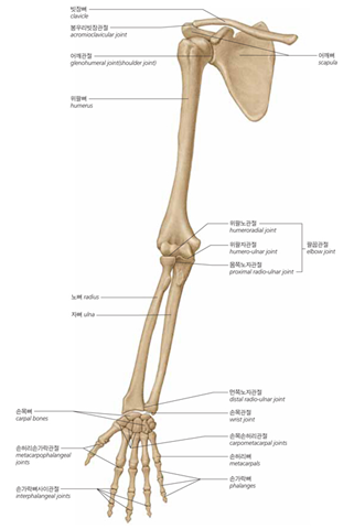 인체 해부학(anatomy) 정리 이것 하나면 의과대학 안가도 완벽 정리 : 네이버 블로그