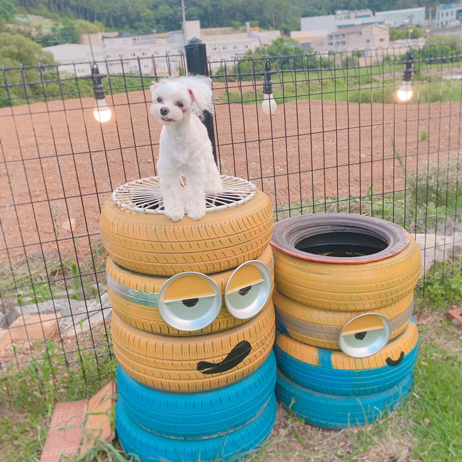 소소두부 이미지