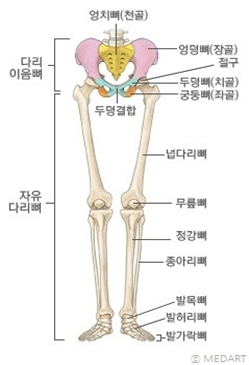 인체 해부학(anatomy) 정리 이것 하나면 의과대학 안가도 완벽 정리 : 네이버 블로그