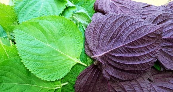 깻잎농원 이미지