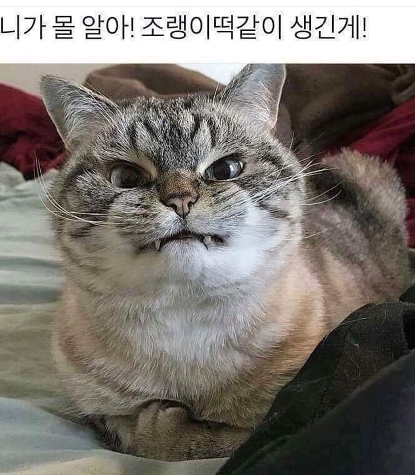 대왕포차 이미지