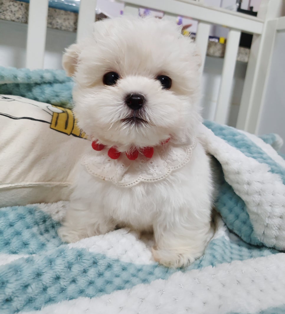 허니멍 이미지