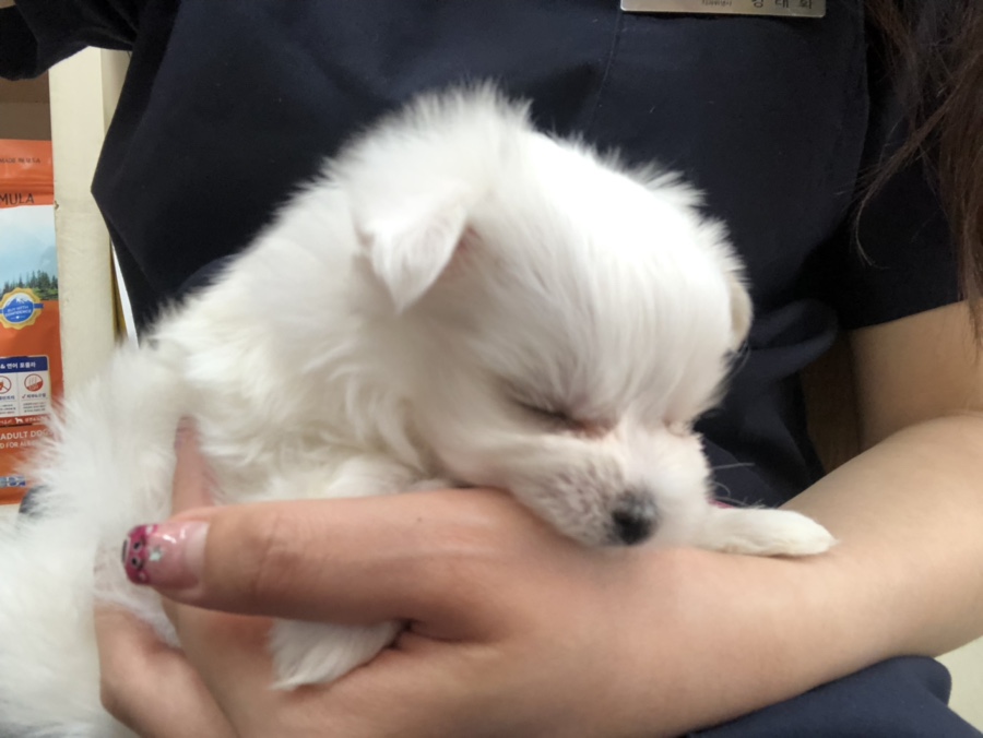 오뎅언니 이미지
