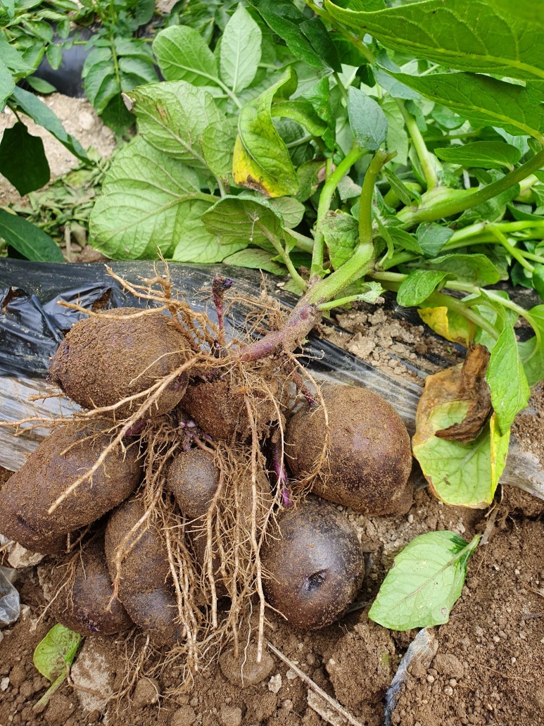 석송농장 이미지
