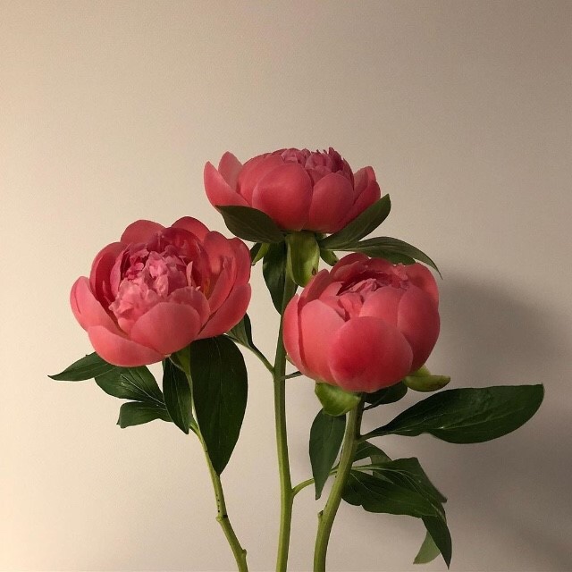 카-오디오뱅크 이미지
