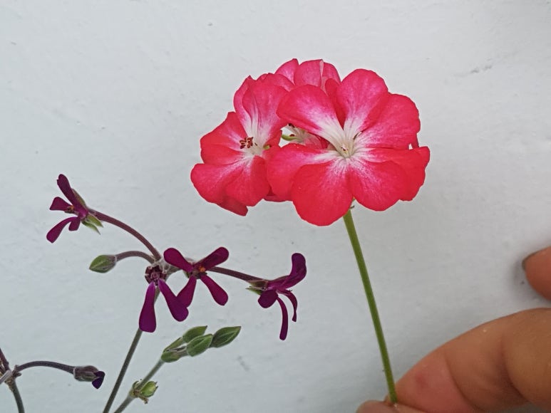 센티드SCENTED 이미지