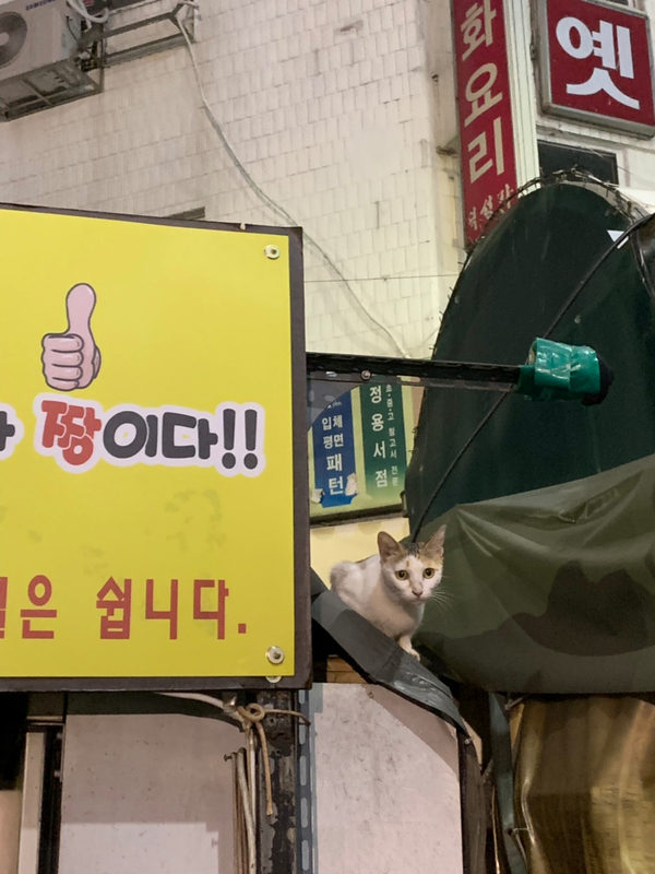 쿄식당 이미지