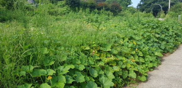산골건강원 이미지