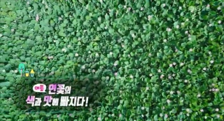 연꽃향기천연염색 이미지