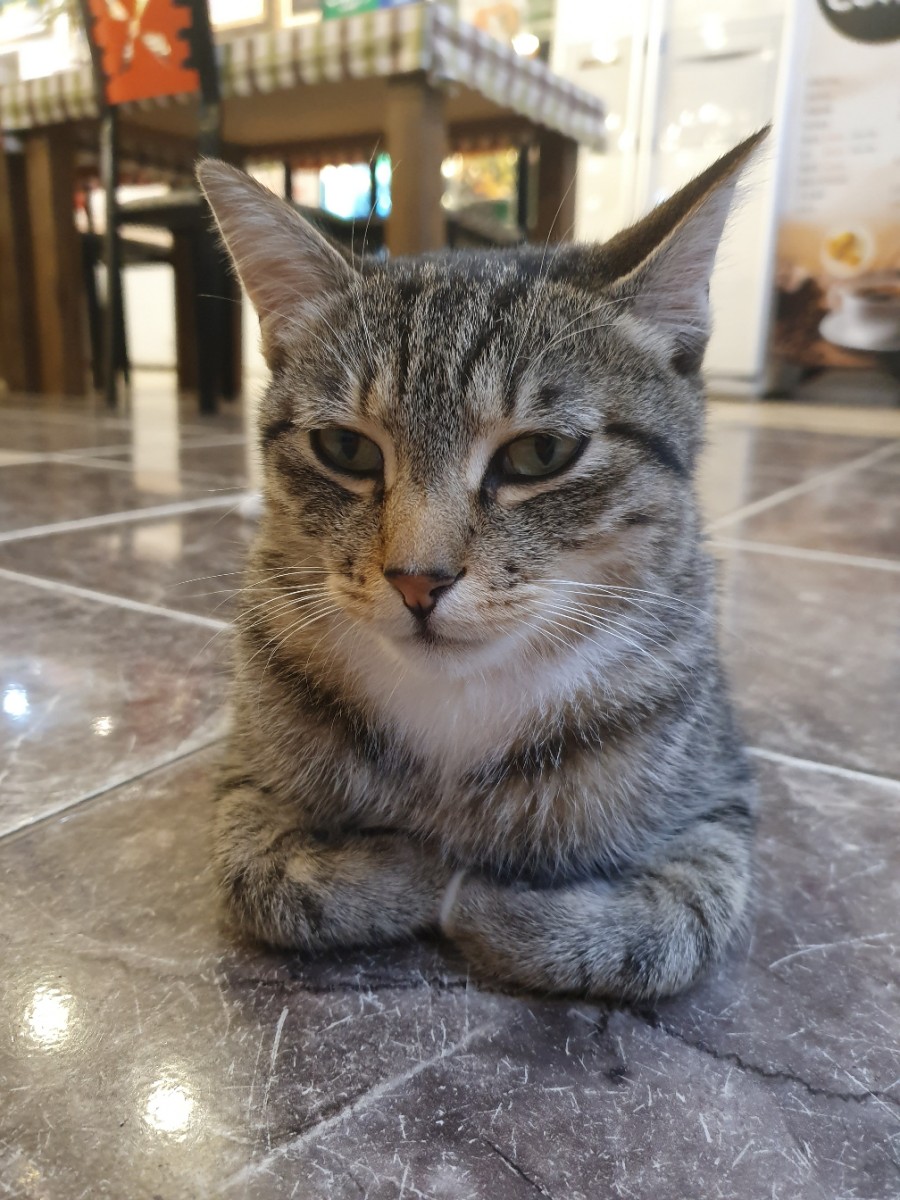 파파덮밥 이미지