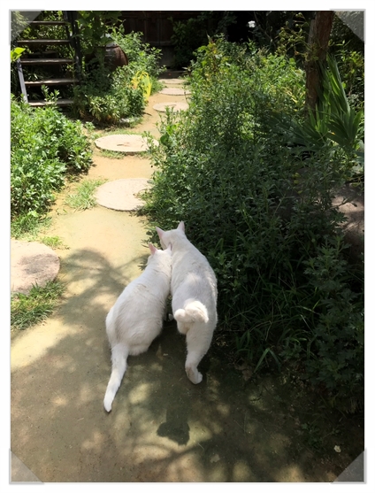 벼리채 이미지