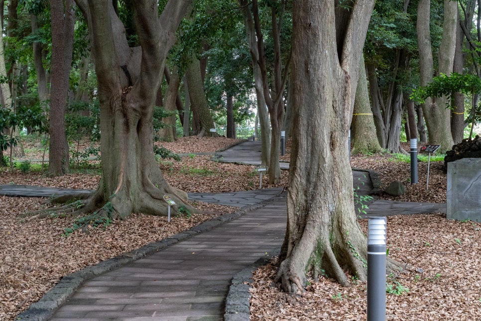 삼성혈안 숲길 풍경