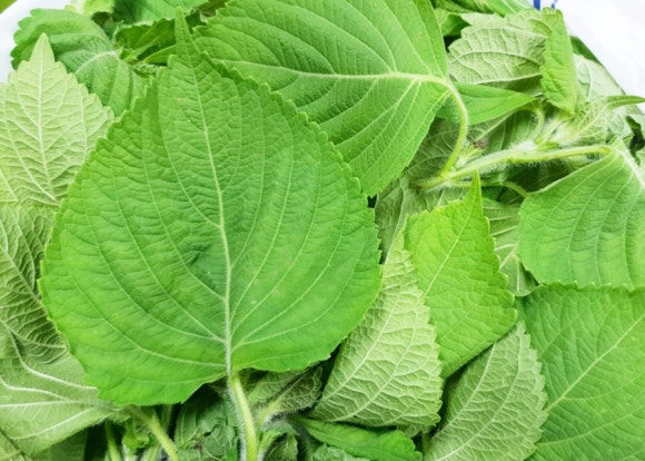 깻잎농원 이미지