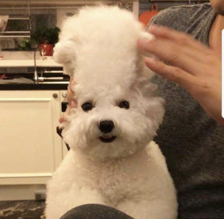 쏭타코야끼카페 이미지