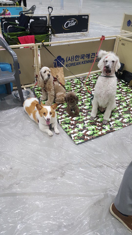 김지순애견미용학원 이미지