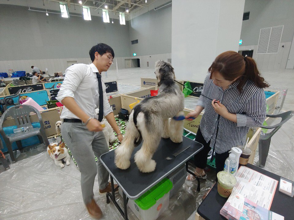 김지순애견미용학원 이미지