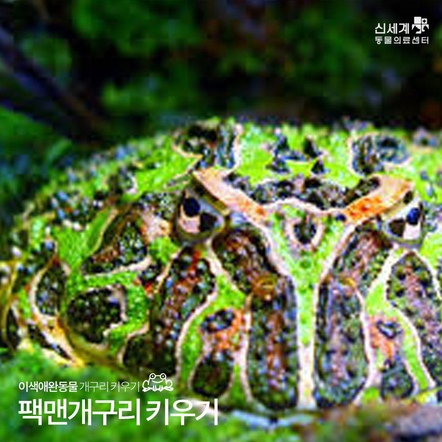 애완개구리 : 팩맨개구리 키우기 방법 A to Z : 네이버 블로그
