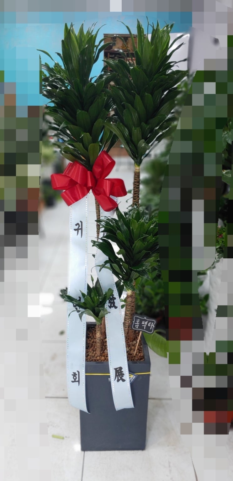 대전꽃집안나플라워 이미지