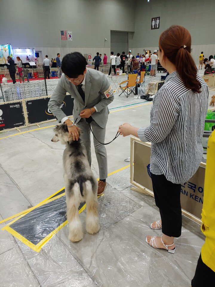 김지순애견미용학원 이미지