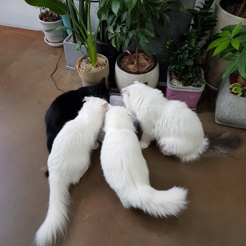 야옹아놀자 이미지