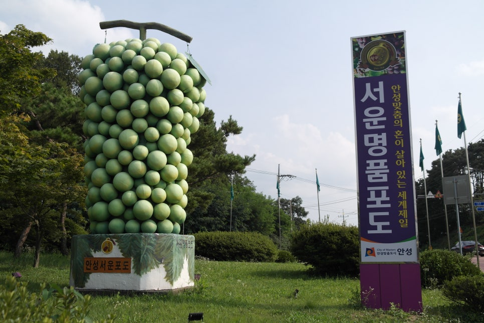 안성서운포도 이미지