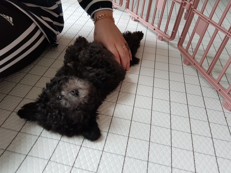 꼬미 이미지