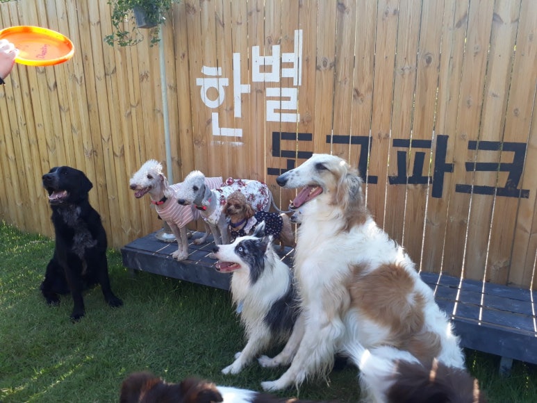 한별 도그파크 이미지