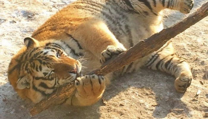 돼랑이 이미지