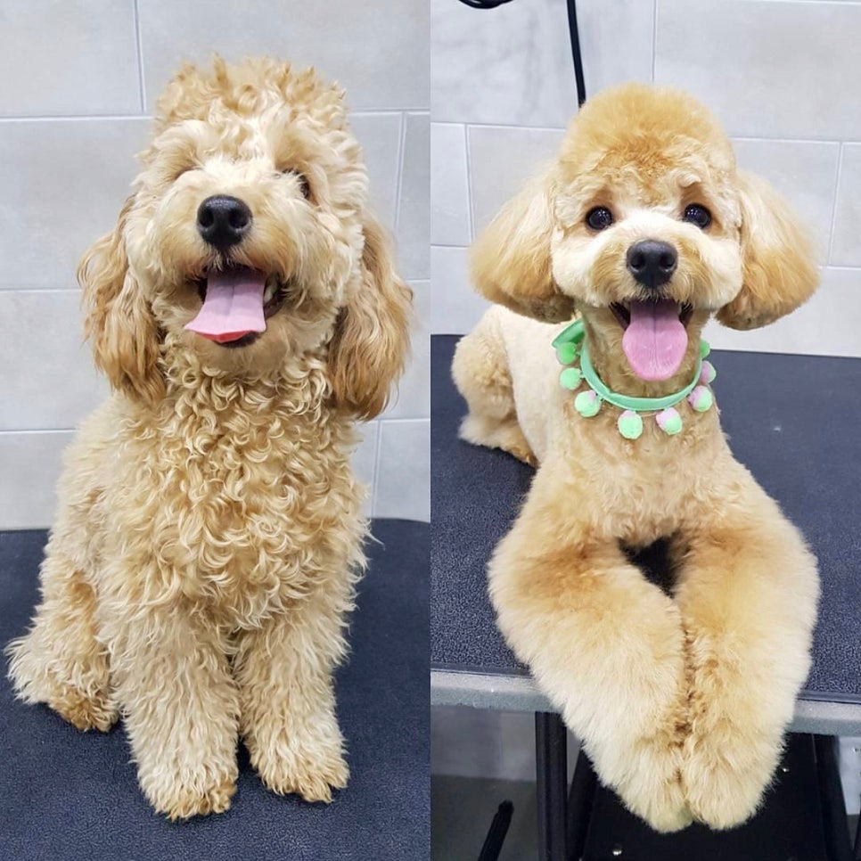 미용고수 이미지