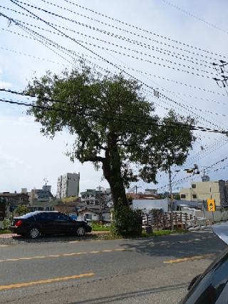 회나무염소식당 이미지
