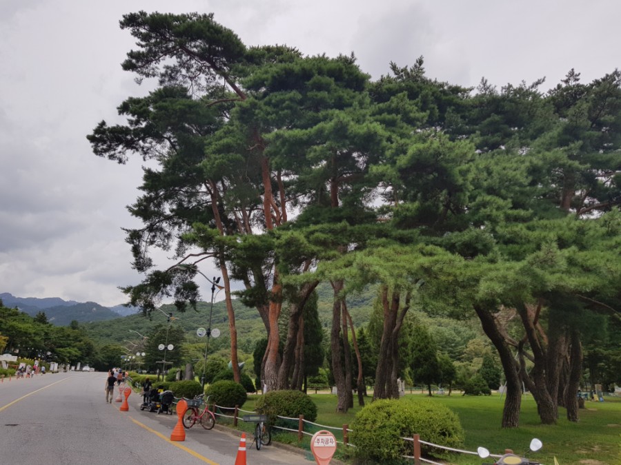 속리산토종닭 이미지