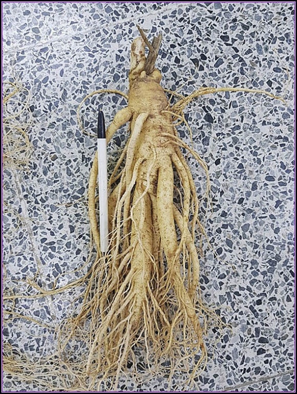 수삼센터7호 이미지