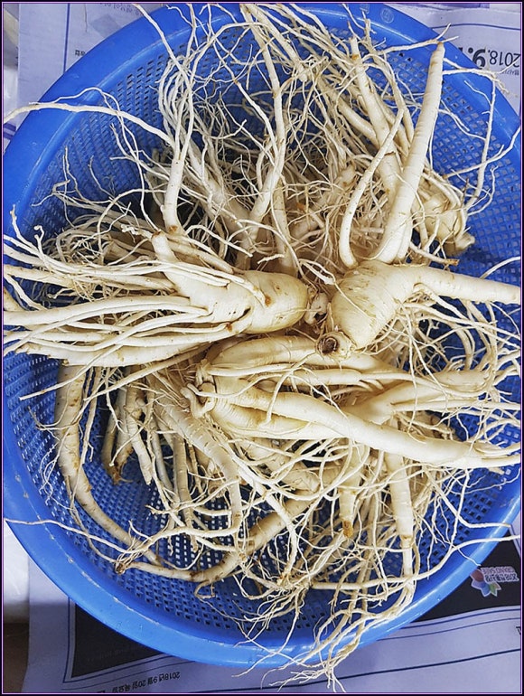 수삼센터7호 이미지