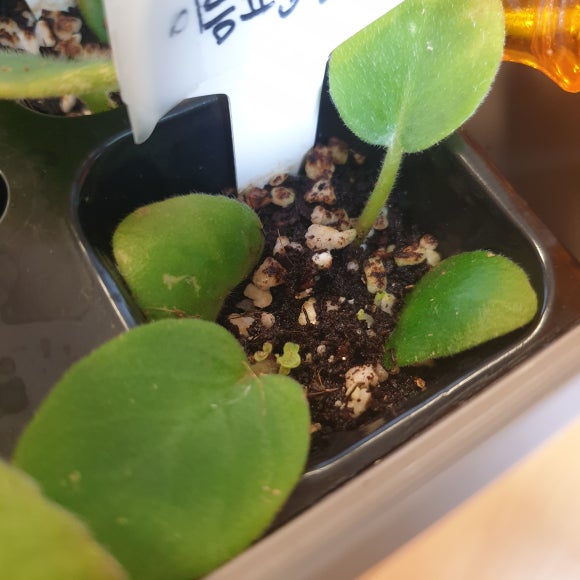미바 이미지