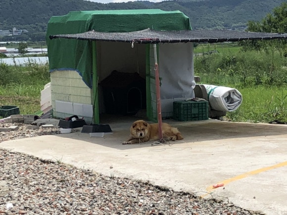 황금족발소머리국밥 이미지