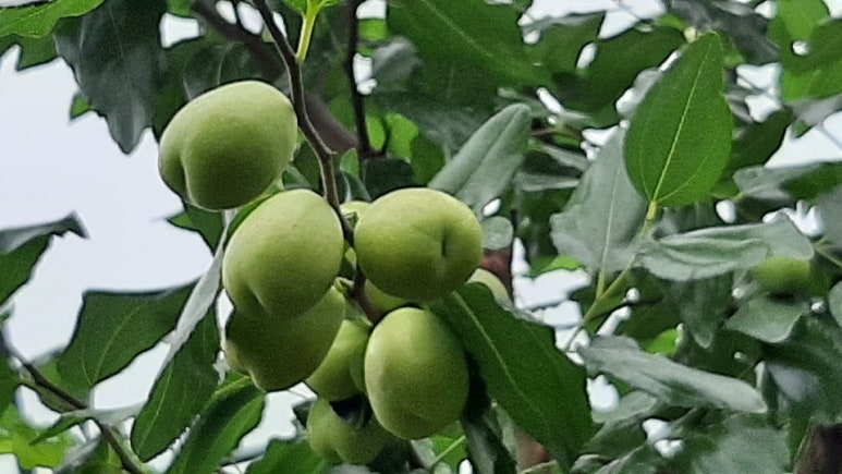 보은아지매 이미지