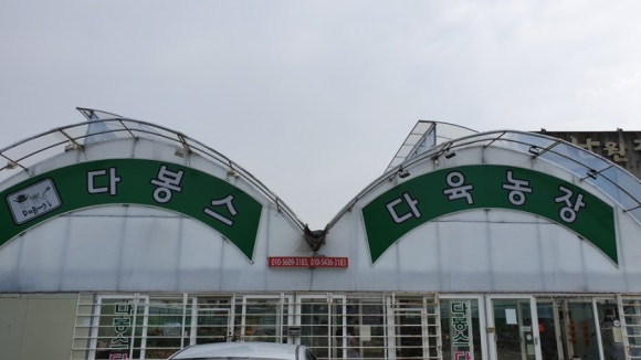 다봉스다육 이미지