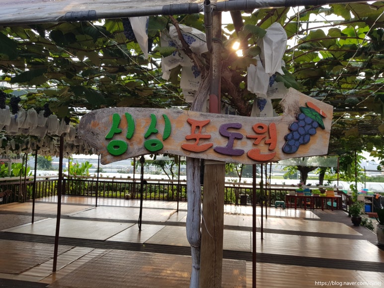 싱싱포도원 이미지