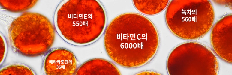 청정푸드 이미지