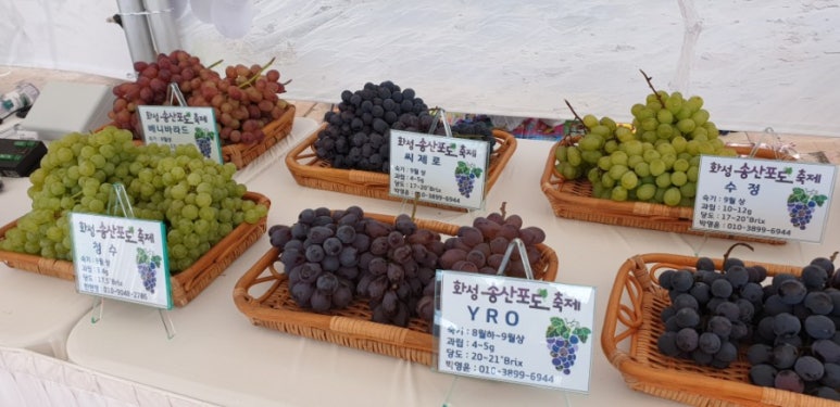 삼척비너스 이미지