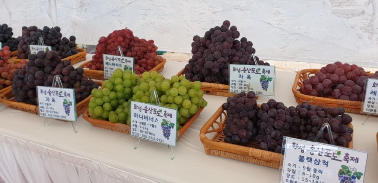 삼척비너스 이미지