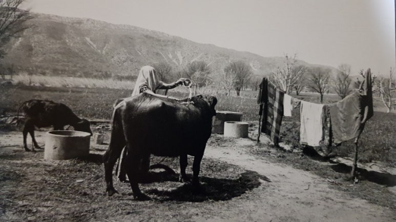 디레디레 이미지