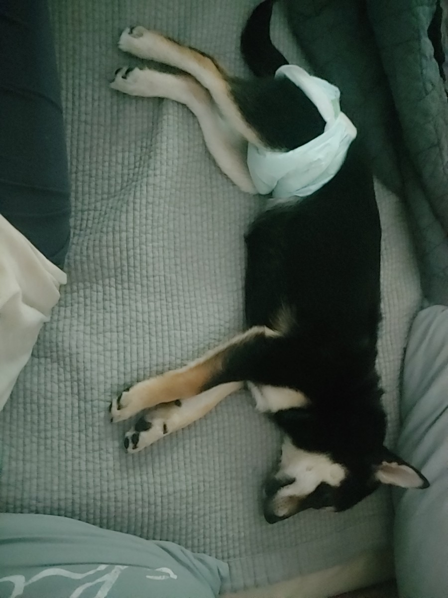 애기몽 이미지
